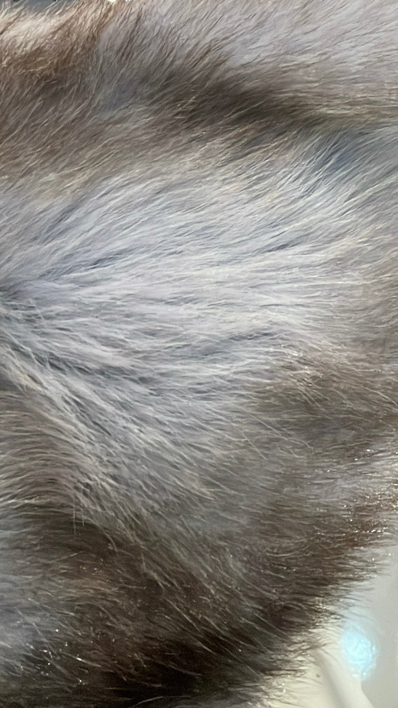 PELLICCIA ALASKA SFUMATA